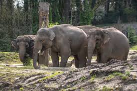 The indian elephant (elephas maximus indicus) is one of three extant recognised subspecies of the asian elephant and native to mainland asia. Asian Elephant Oregon Zoo