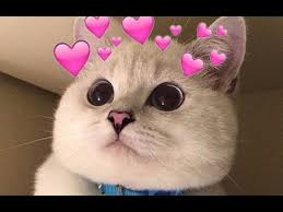 Cute Kitties Funny Fluffy - YouTube