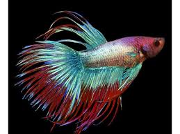 En este video le mostrare los bettas super delta, los bettas de lujo categoría a, bettas con brillo, tamaño. Betta Splendens Super Delta Samec Bojovnica Pestra Toprybicky