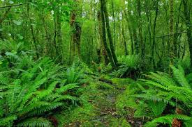 Ciri Ciri Serta Kehidupan Organisme Ekosistem Hutan Hujan Tropis