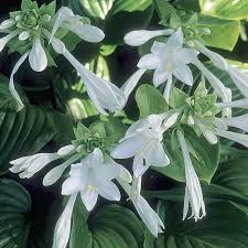 It blooms in lavender, early in the summer. The Best Of The Best Hostas Finegardening