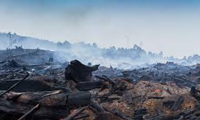 We are experiencing long shifts of climatic conditions that are characterised by a change in temperature, rainfall, winds, and other indicators. Causes Of Global Warming Wwf Australia Wwf Australia