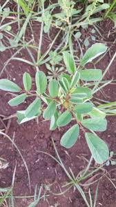 Image result for Indigofera spicata