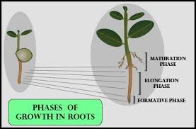 Maybe you would like to learn more about one of these? What Are The Different Phases Of Growth In Plants Give Class 11 Biology Cbse