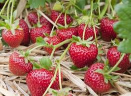 Comment Bien S Occuper Des Fraisiers Potager Design De Jardin Potager Cueillir Des Fraises