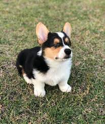 Call today to learn more about getting your very own corgi! This Blind Corgi Puppy Is Up For Adoption In Texas His Name Is Peepers He Already Has A List Of People Who Want To Adopt Him Dogpictures