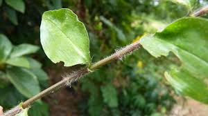 Image result for Commelina bracteosa