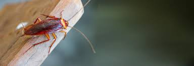 Leading home and commercial termite and pest control in st. Cockroach Control London Cockroach Exterminators Archers Pest Control