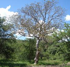 Image result for Gyrocarpus