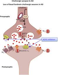 Neurotransmitter Receptors In Alzheimer S Disease From Glutamatergic To Cholinergic Receptors Sciencedirect