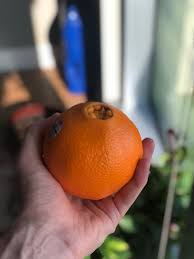 Cara cara (red navel) grow and produce fruit for many years. Derek Wolters On Twitter New Hot Fruit Tip Try These Cara Cara Navel Oranges Looks The Same As A Regular Navel Orange But They Are Pink On The Inside Originated From A