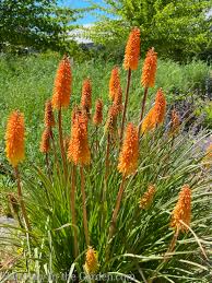 Image result for Kniphofia princeae