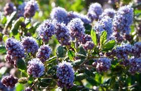 Ceanothus does not usually do well in containers. California Lilac Ceanothus