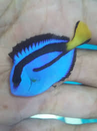 Kedua jenis ikan hias ini tentu akan memiliki. Jual Ikan Hias Air Laut Jingle Aquamaine Wa 0896 0589 9161