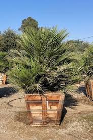 Image result for Xerophyta humilis