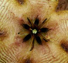 Image result for Stapelia getliffei