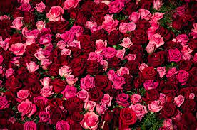 Then mavis reveals that she killed adele. Bed Of Red Roses Photograph By Connie Cooper Edwards