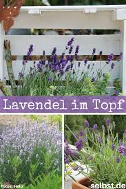 Lavendel Im Topf Selbst De Lavendel Im Topf Lavendel Pflanzen Garten Lavendel