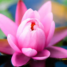 We did not find results for: Cute Pink Water Lily Ipad Wallpapers Free Download