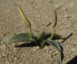 Image result for Ophioglossum polyphyllum