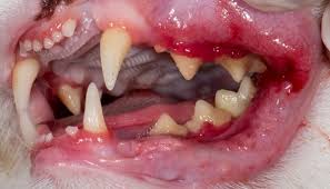 Stomatitis A Form Of Dental Inflammation In Cats And Usually Involves The Tongue Lips And Other Soft Tissues In A Gingivitis Periodontal Disease Cat Health