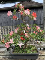 Our satsuki azaleas bloom twice a year with proper care. Kouyon Satsuki Azalea Bonsai Tree Herons Bonsai Nursery