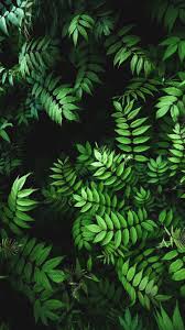Iphone And Android Wallpapers Green Leaves Wallpaper For Iphone And Android Green Leaf Wallpaper Plant Wallpaper Fern Wallpaper