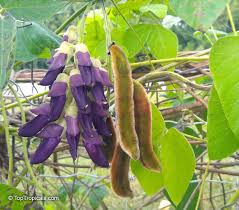 Image result for Mucuna