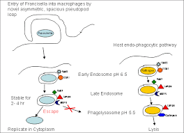 National institute of allergy and infectious disease (niaid) laboratory of intracellular parasites. Francisella Tularensis Phagocytosis And Trafficking Within The Download Scientific Diagram