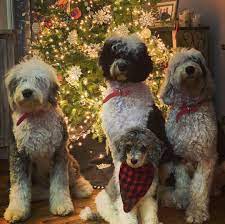 Learn ways to move trauma through the bodymind, understand it's power for healing, and stay clear and. Wishing You A Fluffy Cuddly Playful Kind Of Christmas Heidi Annie Luna And Barrett Sheepadoodles Old English Sheepdog Poo Doodle Puppy Cuddly Doodles