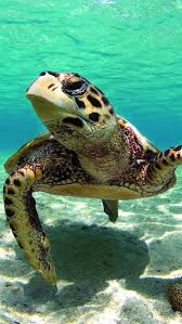 We do not intent to infringe any intellectual right artist right or copy right. Turtle Wallpaper Nawpic