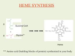 Hemoglobin Synthesis