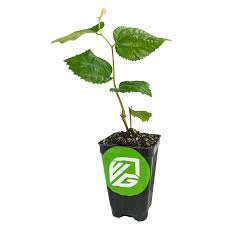 Image result for Grewia schinzii