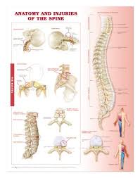 Spine Chart Anatomy And Injuries Laminated Lfa 96669