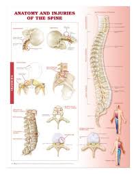 spine chart anatomy and injuries laminated lfa 96669