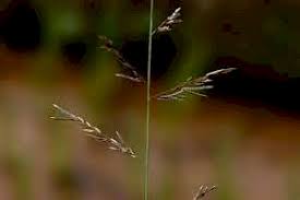 Image result for Eragrostis atrovirens