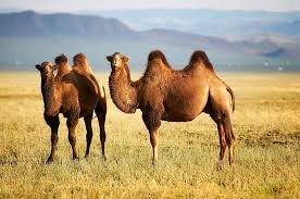 Arabian camels have been domesticated for approximately 3,500 years and have been long. Where Do Camels Live Worldatlas
