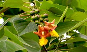 Image result for Crabbea cirsioides