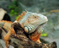 Iguana Iguana Pet Portraits Animal Photo