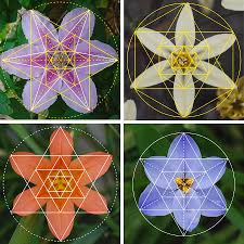 With omnigeometry you can easily design sacred geometry like the flower of life, seed of life, platonic solids, fractals and toroids in a matter of seconds. Flower Nature Patterns Sacred Geometry Contemporary Art Digital Art By Dean Marston