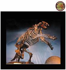 Check spelling or type a new query. Eremotherium Laurillardi Giant Ground Sloth Skeleton For Sale