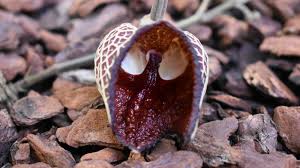 Image result for Aristolochia