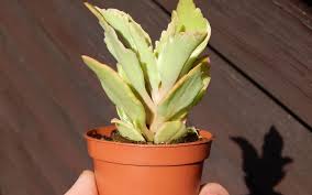 Image result for Kalanchoe laciniata