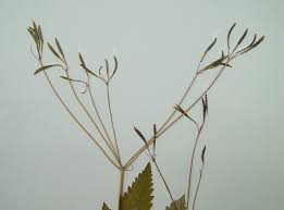 Image result for Searsia monticola