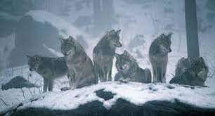 Pin On Wolf