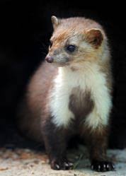 Verständlich also, dass der ungebetene gast schnell verschwinden soll. Marder Effektiv Sicher Fernhalten Bewertet De