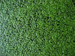 Image result for Lemna aequinoctialis