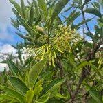 Image result for Pavetta gardeniifolia