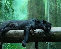 Black panther, jaguar, eyes, predator, wild cat. Black Panther Animal Wallpapers Wallpaper Cave
