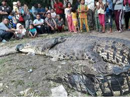 Mimpi terkadang bukan hanya sebuah bunga tidur semata, mimpi juga kadang merupakan pertanda bagi kehidupan kita kedepan. Viral Buaya Raksasa 50 Tahun Diangkat Pakai Bulldozer Dan Akhirnya Mati Nanggroe